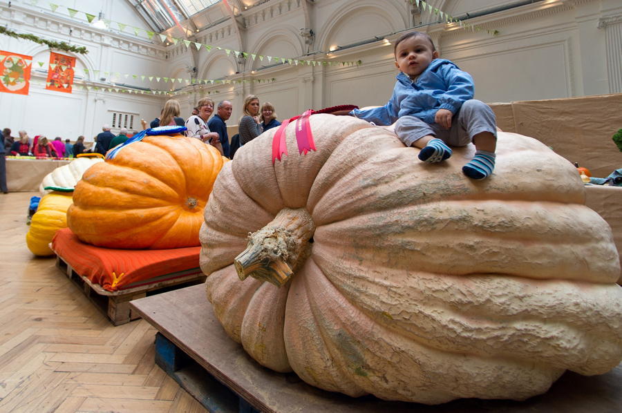 Infant Sitting On Huge Pumpkin