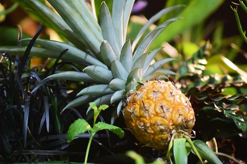 A Pineapple Growing In The Lowline Lab