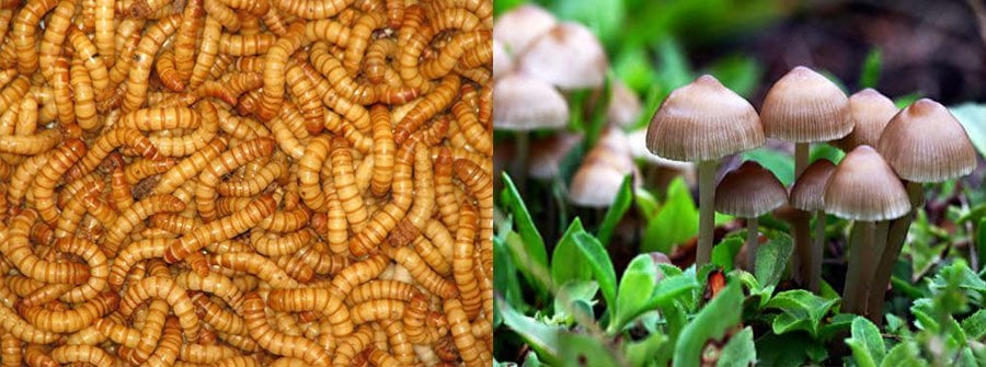 Mushrooms Mealworms