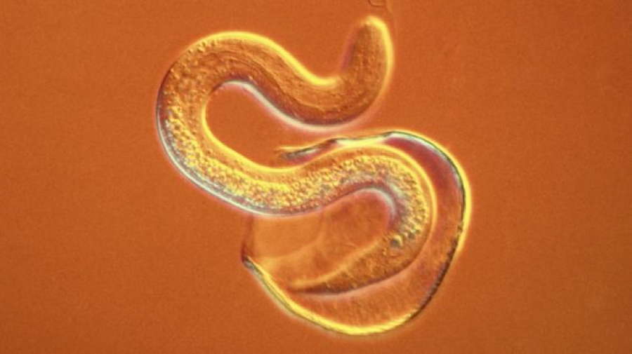 Parasite