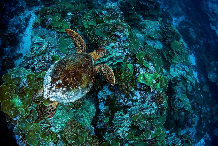 Sea Turtle Coral Teal