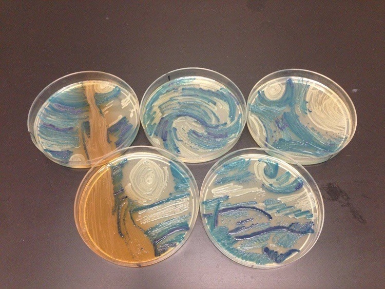 Starry Night Bacteria