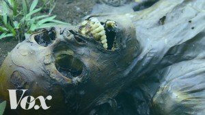 Video Of The Day: This Is How A Human Body Decomposes