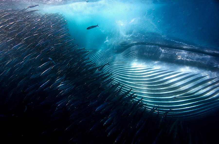 Whale School Of Fish