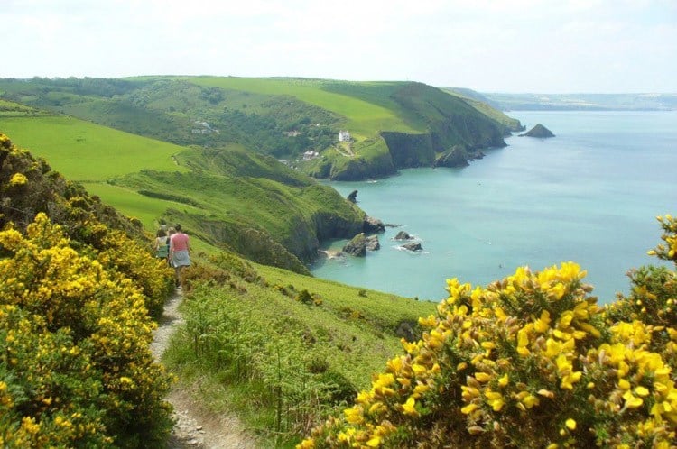Best Hiking Trails Wales Flowers