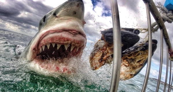 Best Gopro Photos Great White Shark Og