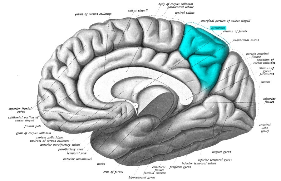 Brain Map Precuneus