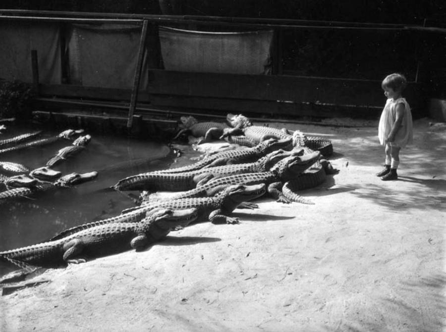 Child Standing Near Alligators