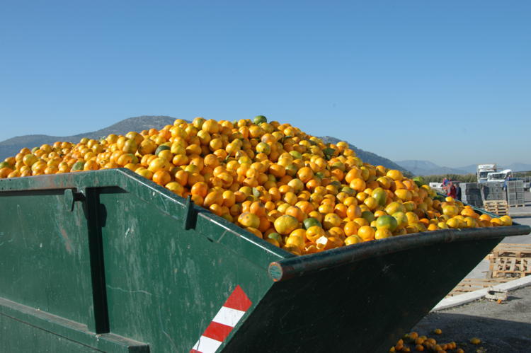 Food Waste Oranges Dumpster