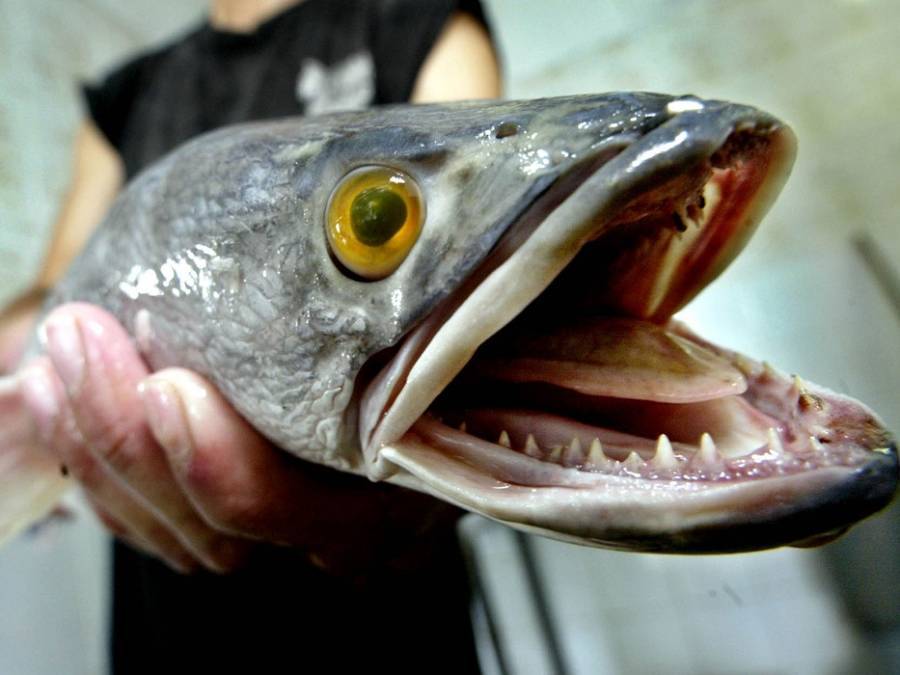 videos of snakehead fish