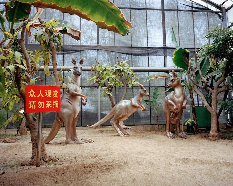 Kangaroo China