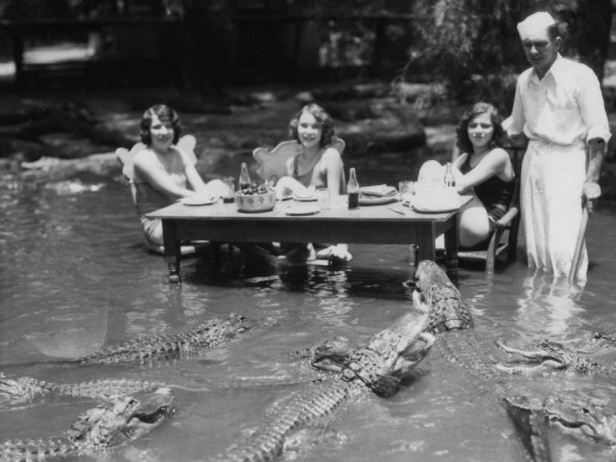 People Eating Near Alligators