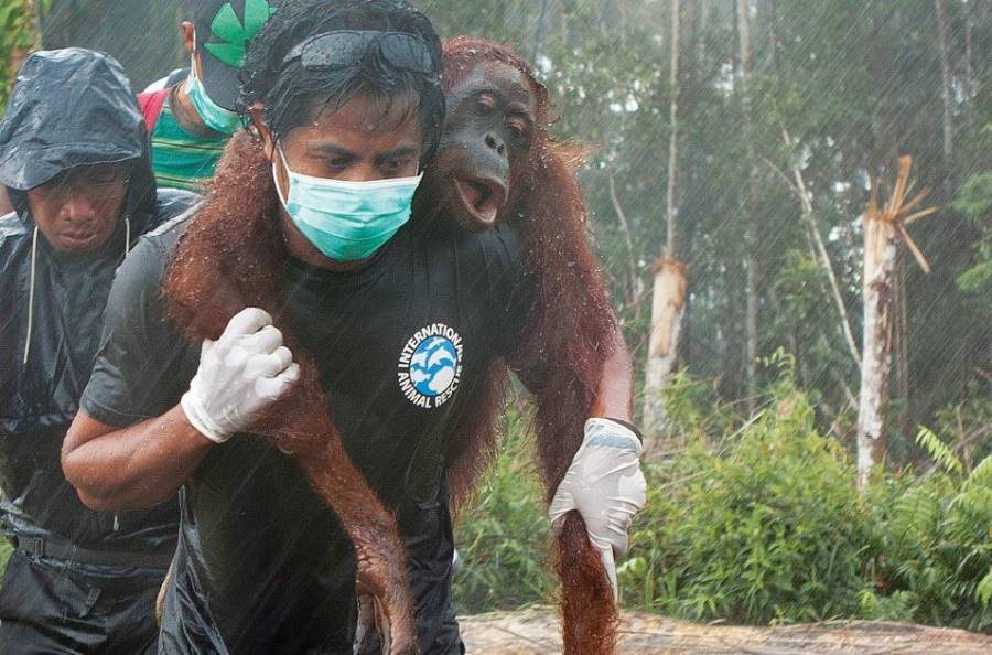 Rescue Of An Orangutan