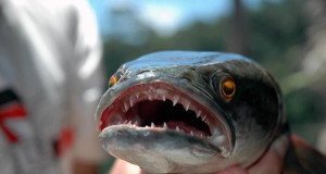 Snakehead Fish Invasive Species Og