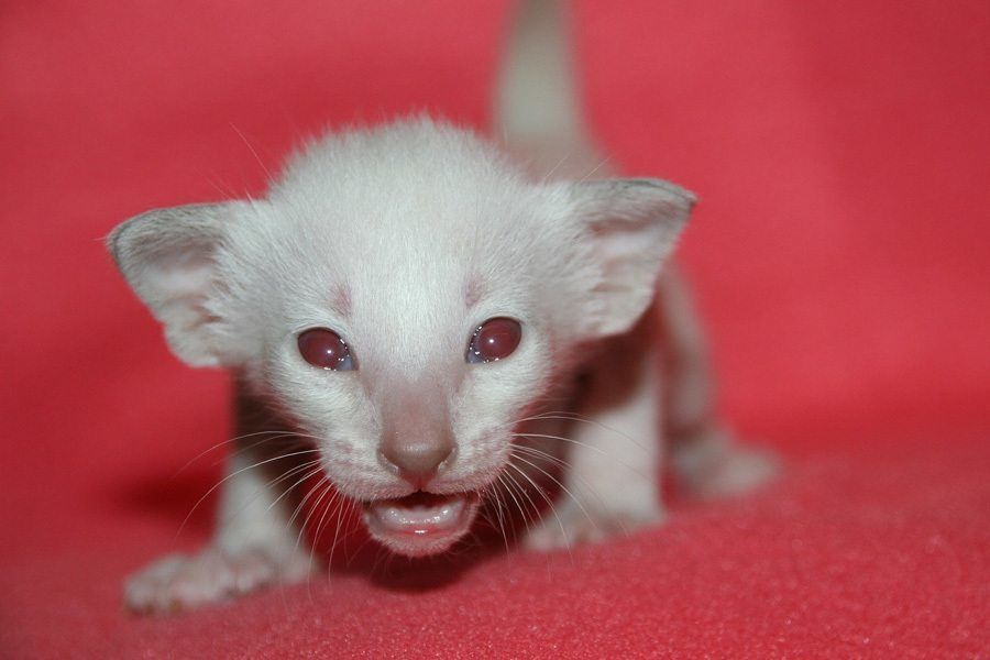 the-surprising-problems-faced-by-albino-animals-in-the-wild