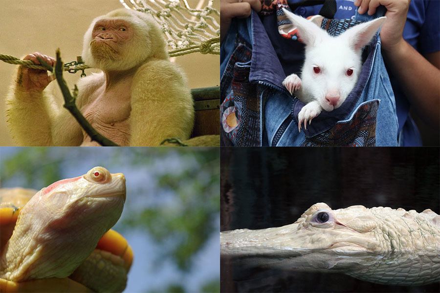 The Surprising Problems Faced By Albino Animals In The Wild