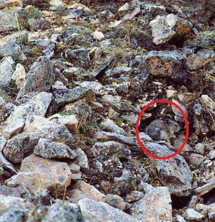 American Pika Circled