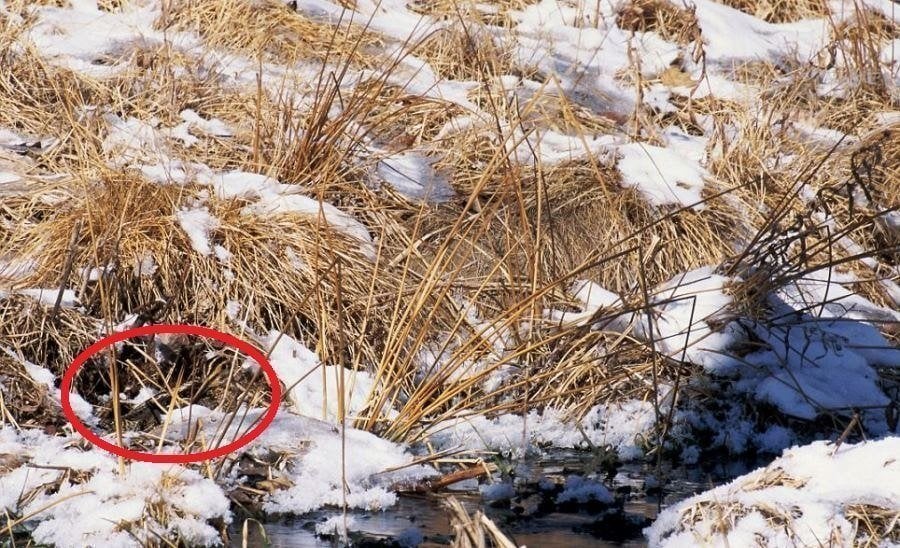 27 Animal Camouflage Pictures That'll Mess With Your Eyes