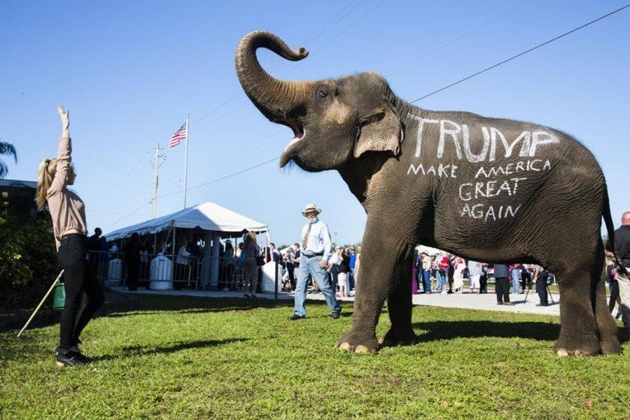 Donald Trump Fans Elephant