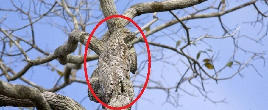 Great Potoo Circled