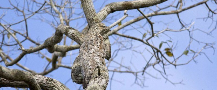 27 Animal Camouflage Pictures That'll Mess With Your Eyes