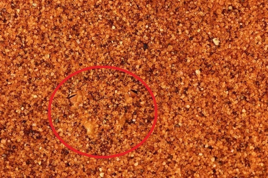 Horned Adders Circled