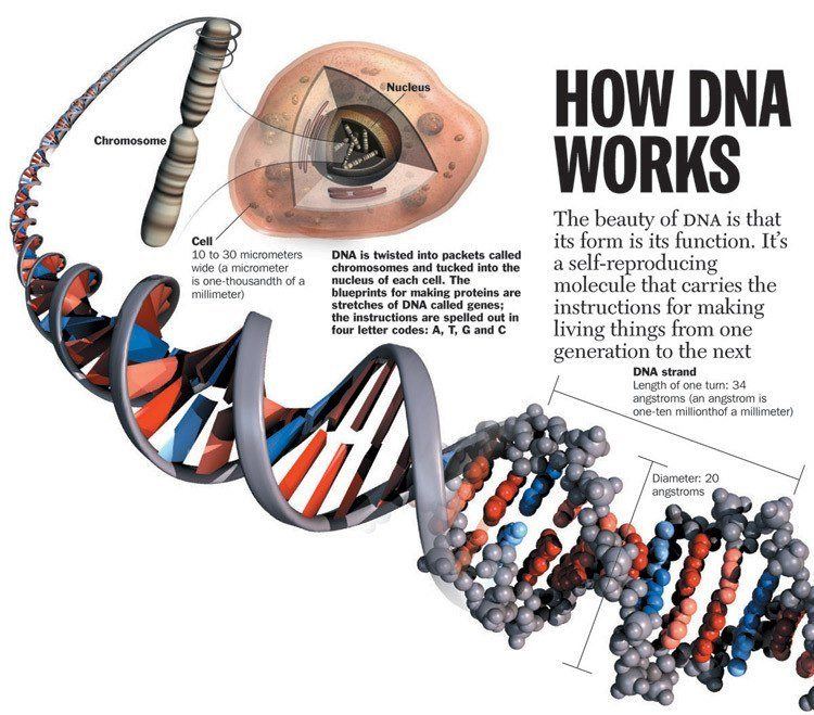 How Dna Works