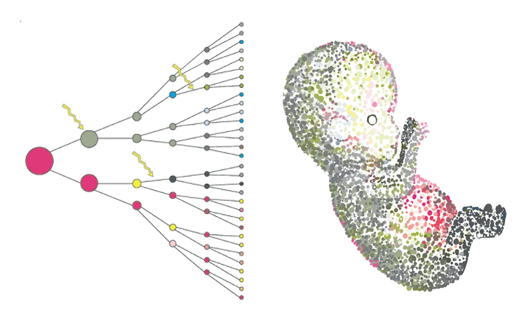 Human Genome Genomics