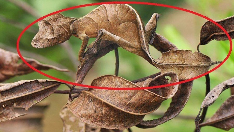 Leaf Tailed Gecko Circled