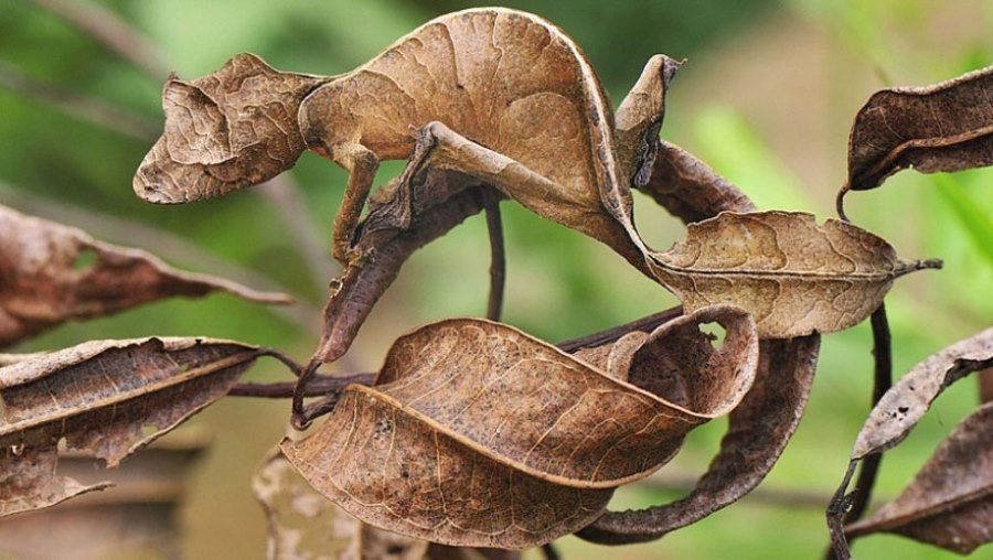 Leaf Tailed Gecko