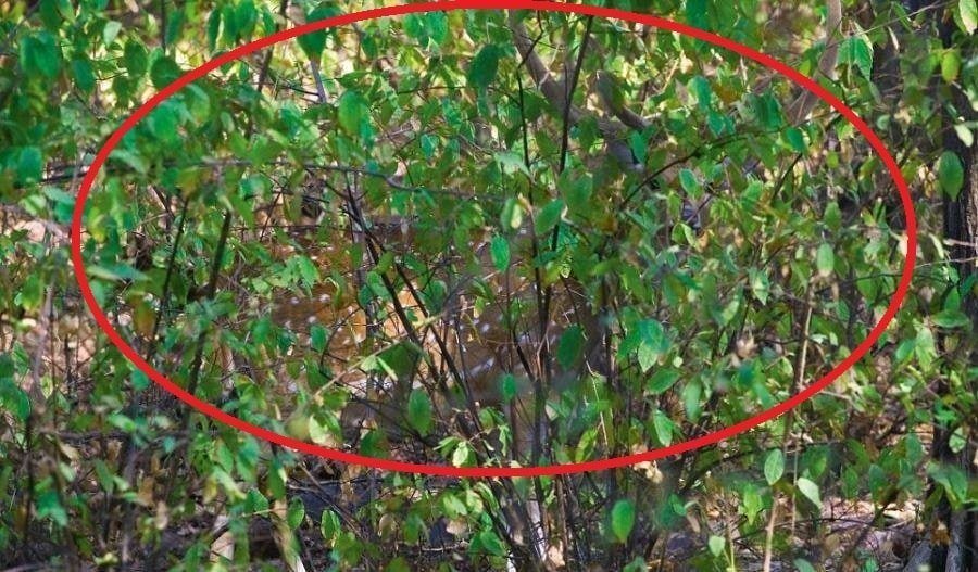 Male Spotted Deer Circled