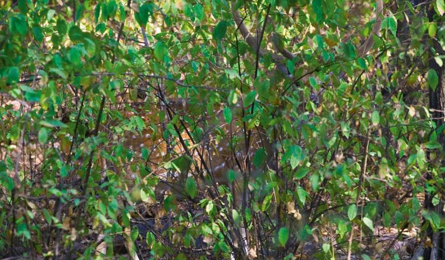 Male Spotted Deer