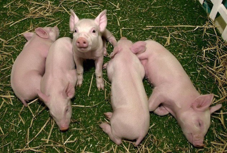 Pig Clones