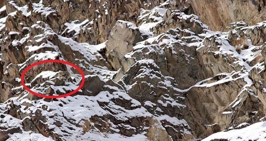 27 Animal Camouflage Pictures That'll Mess With Your Eyes