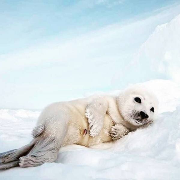 White Sea Lion Pup