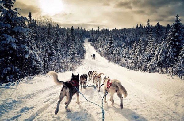 Winter Instagram Photos Russia Dogs