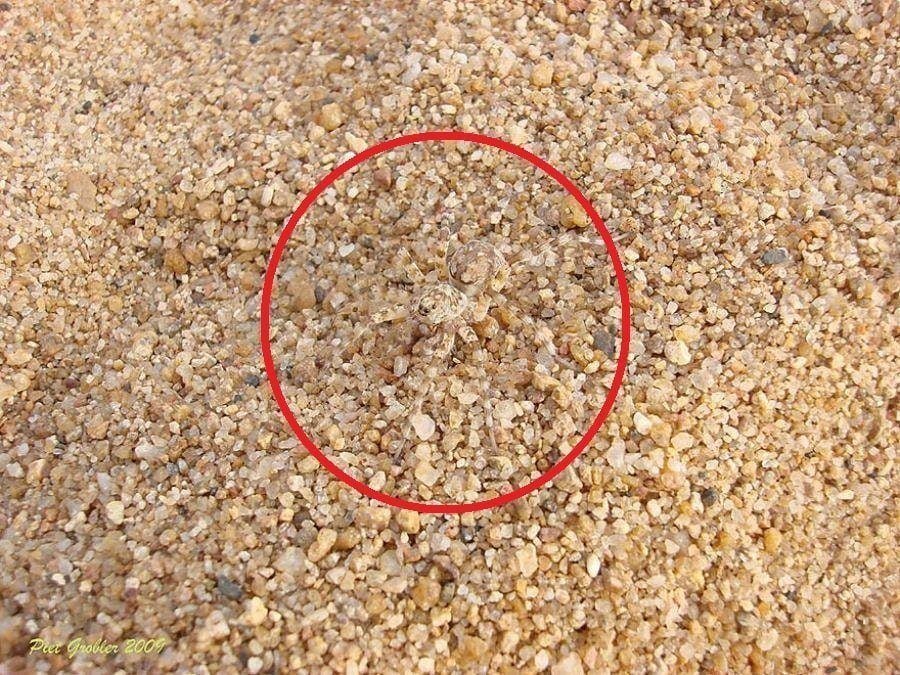 Wolf Spider Circled