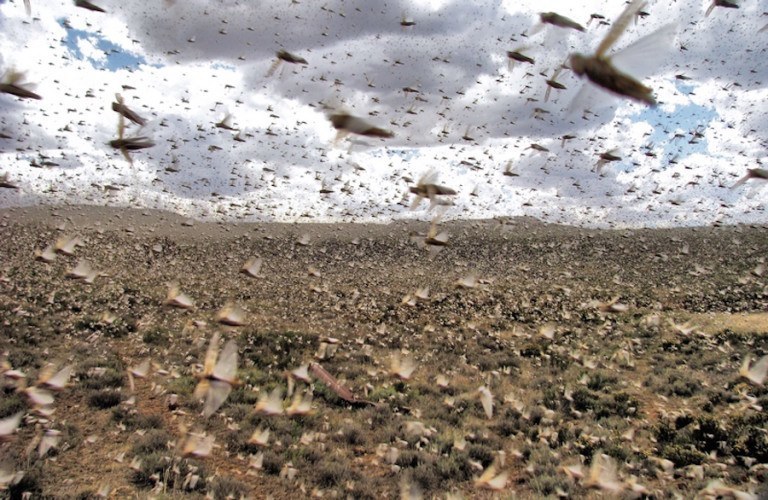 Argentina Locust Swarm Is The Biggest In 60 Years