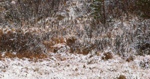 Animal Camouflage Pictures