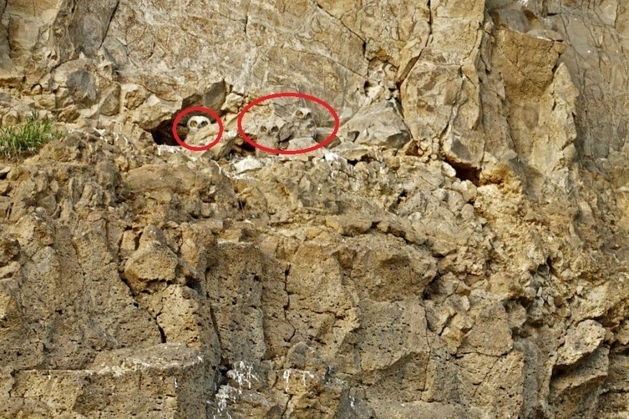 Baby Owls Circled