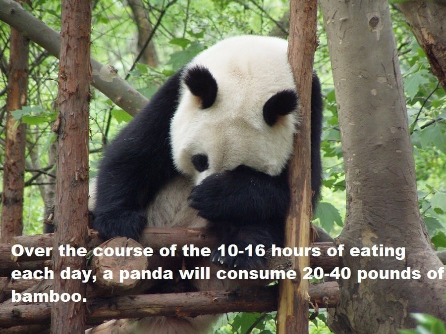 Bamboo Consumption