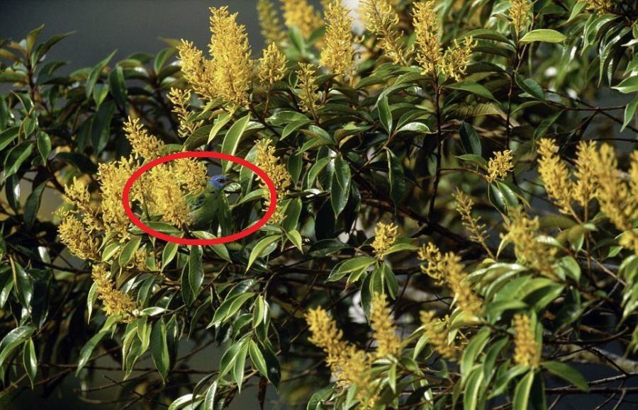 Blue Dacnis Circled