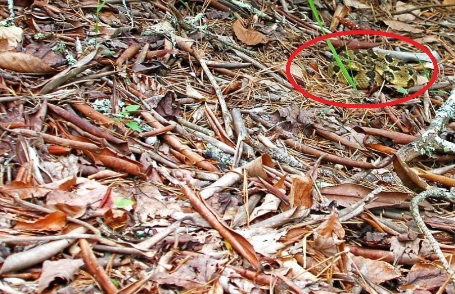 Bull Snake Circled