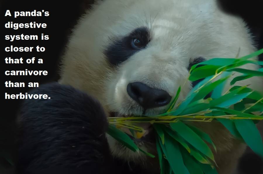 33 Panda Facts Guaranteed To Surprise And Delight You 4133