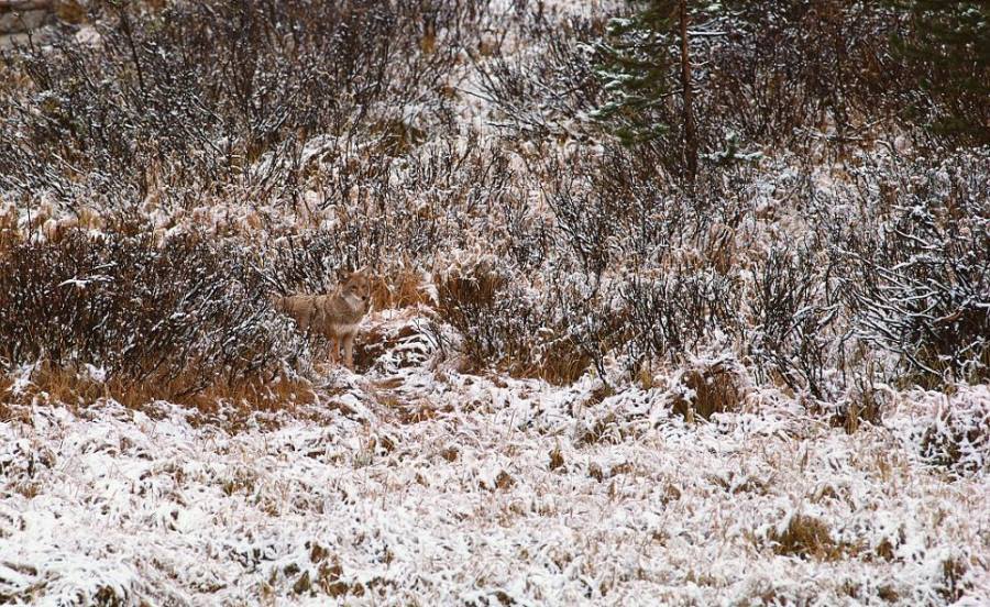 animals that camouflage in snow