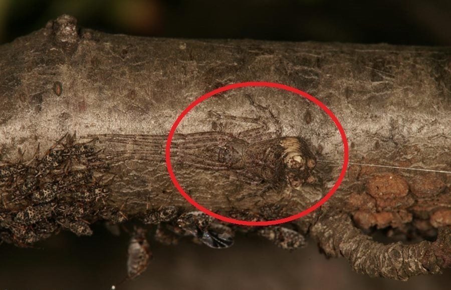 Crab Spider Circled