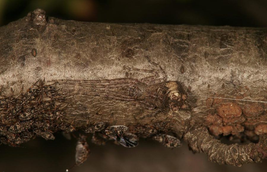 Crab Spider
