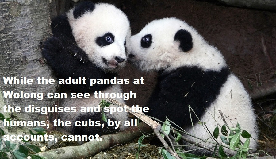 33 Panda Facts Guaranteed To Surprise And Delight You 8853