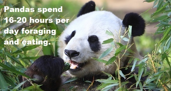 33 Panda Facts Guaranteed To Surprise And Delight You 9796