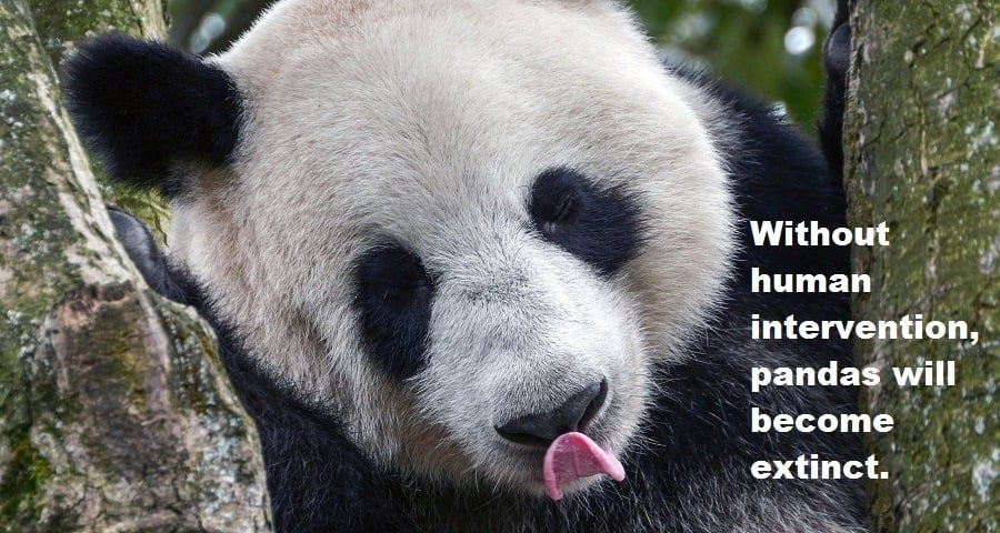33 Panda Facts Guaranteed To Surprise And Delight You 9734